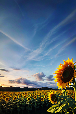 JPG 주간 구름 편집이미지 꽃밭 하늘 해바라기 풍경 사람없음 야외 여름 맑음 일몰 편집실사 AI포토 AI콘텐츠 자연요소 계절 꽃 날씨 노을 CG 파일형식