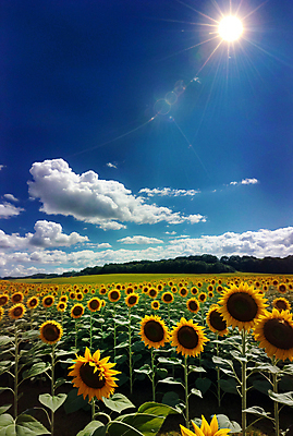 JPG 주간 구름 편집이미지 꽃밭 하늘 해바라기 풍경 사람없음 야외 여름 햇빛 맑음 편집실사 AI포토 AI콘텐츠 자연요소 계절 꽃 날씨 태양 CG 파일형식