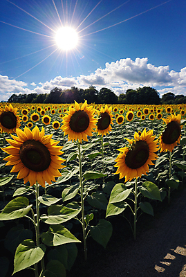 JPG 주간 구름 편집이미지 꽃밭 하늘 해바라기 풍경 사람없음 야외 여름 햇빛 맑음 편집실사 AI포토 AI콘텐츠 자연요소 계절 꽃 날씨 태양 CG 파일형식