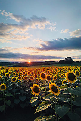 JPG 주간 구름 편집이미지 꽃밭 하늘 해바라기 풍경 사람없음 야외 여름 햇빛 맑음 일몰 편집실사 AI포토 AI콘텐츠 자연요소 계절 꽃 날씨 태양 노을 CG 파일형식