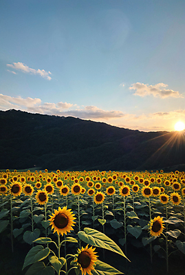 JPG 주간 구름 편집이미지 꽃밭 하늘 해바라기 풍경 사람없음 야외 여름 햇빛 맑음 편집실사 AI포토 AI콘텐츠 자연요소 계절 꽃 날씨 태양 CG 파일형식