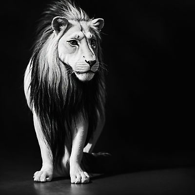 JPG 편집이미지 한마리 야생동물 흑백 사람없음 사자 육식동물 숫사자 편집실사 AI컴퓨터그래픽 AI콘텐츠 동물 1 포유류 촬영기법 CG 수컷 파일형식