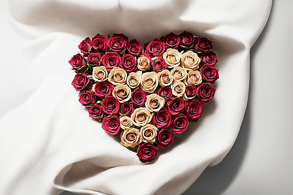 JPG 편집이미지 꽃다발 사랑 사람없음 빨간색 장미 흰색 하트 천 디지털합성 편집소스 편집실사 AI포토 AI콘텐츠 모양 꽃 감정 컬러 직물 CG 파일형식