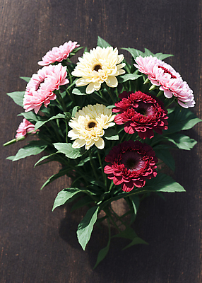 JPG 편집이미지 꽃다발 국화 실내 사람없음 거베라 생화 편집실사 AI포토 AI콘텐츠 꽃 내부 CG 파일형식