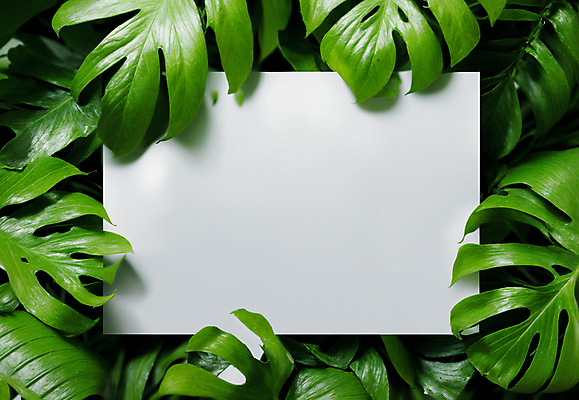 JPG 편집이미지 잎 프레임 사람없음 초록색 사각형 디지털합성 몬스테라 카피스페이스 트로피컬아트 편집소스 편집실사 AI포토 AI콘텐츠 도형 식물 컬러 공백 CG 그림 파일형식