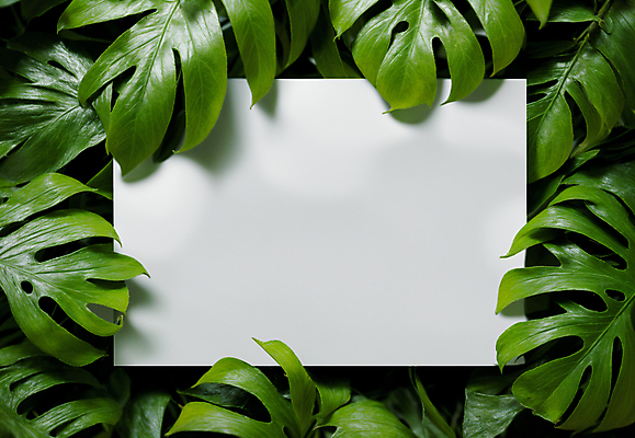 JPG 편집이미지 잎 프레임 사람없음 초록색 사각형 디지털합성 몬스테라 카피스페이스 트로피컬아트 편집소스 편집실사 AI포토 AI콘텐츠 도형 식물 컬러 공백 CG 그림 파일형식