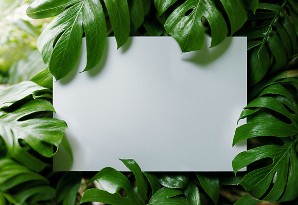 JPG 편집이미지 잎 프레임 사람없음 초록색 사각형 디지털합성 몬스테라 카피스페이스 트로피컬아트 편집소스 편집실사 AI포토 AI콘텐츠 도형 식물 컬러 공백 CG 그림 파일형식