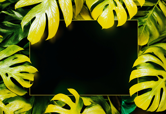 JPG 편집이미지 잎 프레임 사람없음 연두색 사각형 검은색 디지털합성 몬스테라 카피스페이스 트로피컬아트 편집소스 편집실사 AI포토 AI콘텐츠 도형 식물 컬러 초록색 공백 CG 그림 파일형식