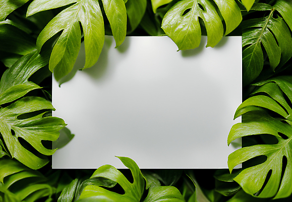 JPG 편집이미지 잎 프레임 사람없음 초록색 사각형 디지털합성 몬스테라 카피스페이스 트로피컬아트 편집소스 편집실사 AI포토 AI콘텐츠 도형 식물 컬러 공백 CG 그림 파일형식