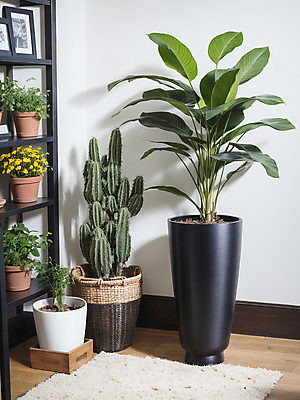 JPG 식물 편집이미지 화분 선반 선인장 실내 사람없음 인테리어 카펫 디지털합성 원예 편집소스 플랜테리어 편집실사 AI포토 AI콘텐츠 디자인 가구 취미 내부 CG 파일형식