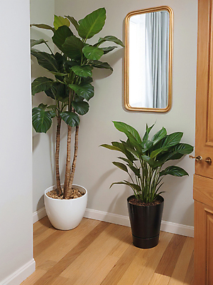 JPG 식물 편집이미지 화분 실내 사람없음 인테리어 거울 디지털합성 원예 편집소스 플랜테리어 편집실사 AI포토 AI콘텐츠 디자인 취미 내부 CG 파일형식