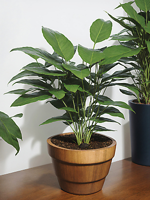 JPG 식물 편집이미지 화분 실내 그림자 사람없음 디지털합성 원예 편집소스 편집실사 AI포토 AI콘텐츠 취미 내부 CG 파일형식