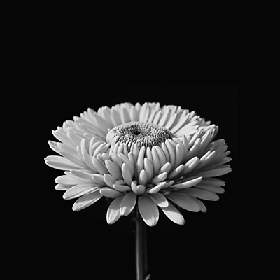 JPG 편집이미지 국화 흑백 사람없음 디지털합성 애도 장례 조문 추모 편집소스 편집실사 AI포토 AI콘텐츠 꽃 촬영기법 CG 파일형식