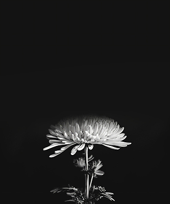 JPG 편집이미지 국화 흑백 사람없음 디지털합성 애도 장례 조문 추모 카피스페이스 편집소스 편집실사 AI포토 AI콘텐츠 꽃 촬영기법 공백 CG 파일형식