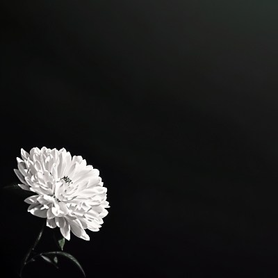 JPG 편집이미지 국화 흑백 사람없음 디지털합성 애도 장례 조문 추모 카피스페이스 편집소스 편집실사 AI포토 AI콘텐츠 꽃 촬영기법 공백 CG 파일형식