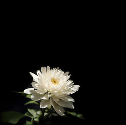 JPG 편집이미지 국화 사람없음 검은색 디지털합성 애도 장례 조문 추모 편집소스 편집실사 AI포토 AI콘텐츠 꽃 컬러 CG 파일형식