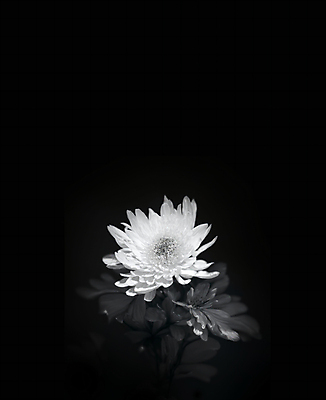 JPG 편집이미지 국화 흑백 사람없음 디지털합성 애도 장례 조문 추모 편집소스 편집실사 AI포토 AI콘텐츠 꽃 촬영기법 CG 파일형식