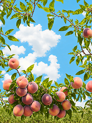 JPG 주간 나무 구름 편집이미지 잎 하늘 프레임 풍경 사람없음 야외 복숭아 복사나무 편집실사 AI포토 AI콘텐츠 자연요소 식물 과일 CG 파일형식