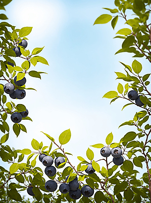 JPG 주간 나무 구름 편집이미지 잎 하늘 프레임 풍경 사람없음 야외 블루베리 편집실사 AI포토 AI콘텐츠 자연요소 식물 과일 CG 파일형식