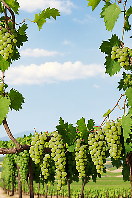 JPG 주간 나무 구름 편집이미지 하늘 프레임 풍경 사람없음 야외 청포도 포도나무 포도넝쿨 포도잎 편집실사 AI포토 AI콘텐츠 자연요소 식물 잎 포도 덩굴 과일나무 CG 파일형식