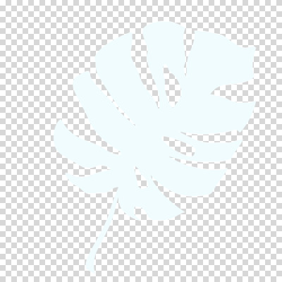 편집이미지 나뭇잎 누끼 사람없음 여름 흰색 PNG 몬스테라 트로피컬아트 식물 계절 컬러 잎 그림 파일형식