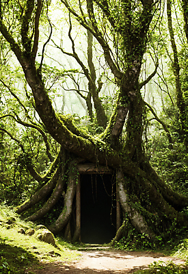 JPG 주간 나무 편집이미지 자연 출입구 이끼 풍경 사람없음 야외 초록색 문 숲 통로 숲길 편집실사 AI포토 AI콘텐츠 자연요소 식물 길 컬러 CG 생태계 파일형식