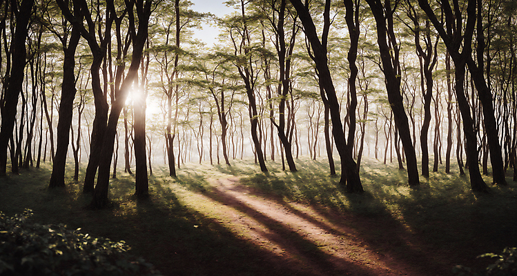 JPG 주간 편집이미지 자연 풍경 초원 사람없음 야외 햇빛 숲 디지털합성 숲길 편집소스 편집실사 AI포토 AI콘텐츠 자연요소 길 태양 CG 생태계 파일형식