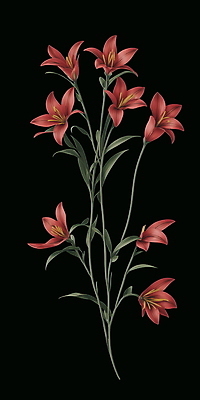 PSD 식물 꽃 잎 일러스트 사람없음 빨간색 빈티지 백합 복고 오브제 국내일러스트 컬러 컨셉 파일형식