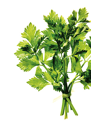 포토 JPG 스튜디오촬영 식재료 누끼 사람없음 초록색 쑥 국내포토 컬러 채소 실내 파일형식