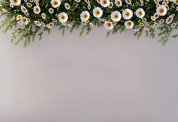 JPG 편집이미지 꽃 나뭇잎 사람없음 회색 디지털합성 데이지 카피스페이스 편집소스 편집실사 AI포토 AI콘텐츠 식물 컬러 잎 공백 CG 파일형식