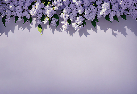 JPG 편집이미지 꽃 나뭇잎 그림자 사람없음 디지털합성 연보라색 라일락 카피스페이스 편집소스 편집실사 AI포토 AI콘텐츠 식물 잎 보라색 공백 CG 파일형식