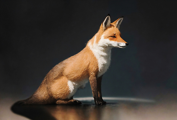 JPG 동물 편집이미지 한마리 앉기 사람없음 디지털합성 여우 편집소스 붉은여우 편집실사 AI컴퓨터그래픽 AI콘텐츠 1 포유류 모션 CG 파일형식