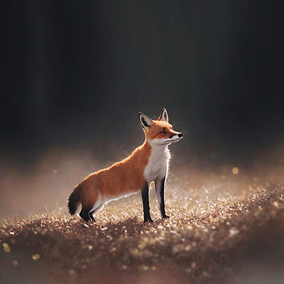 JPG 동물 편집이미지 한마리 응시 서기 사람없음 빛 디지털합성 여우 편집소스 붉은여우 편집실사 AI컴퓨터그래픽 AI콘텐츠 1 시선 포유류 모션 CG 파일형식