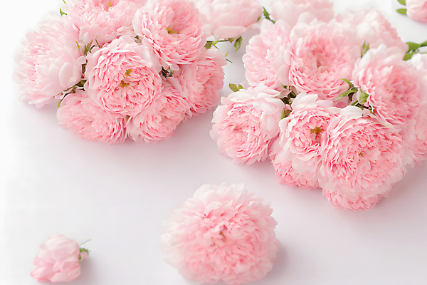 JPG 편집이미지 꽃 분홍색 부케 결혼 사람없음 디지털합성 결혼소품 편집실사 AI포토 AI콘텐츠 식물 컬러 꽃다발 이벤트 CG 오브젝트 파일형식