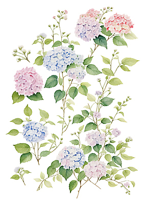 식물 꽃 잎 일러스트 수채화 사람없음 풀 손그림 감성 수국 엘리먼트 국내일러스트 AI파일 컨셉 파일형식 벡터