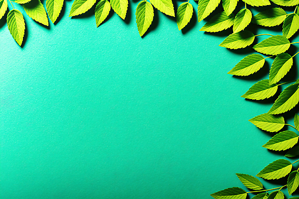 JPG 편집 편집이미지 배너 나뭇잎 프레임 사람없음 초록색 3D 디지털합성 카피스페이스 편집소스 편집3D AI컴퓨터그래픽 AI콘텐츠 컬러 잎 공백 파일형식