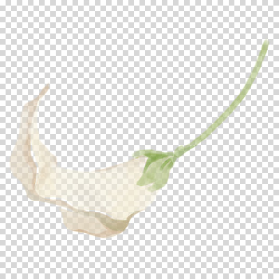 편집이미지 줄기 붓터치 수채화 누끼 사람없음 흰색 카라 번짐 PNG 식물 꽃 컬러 파일형식 효과