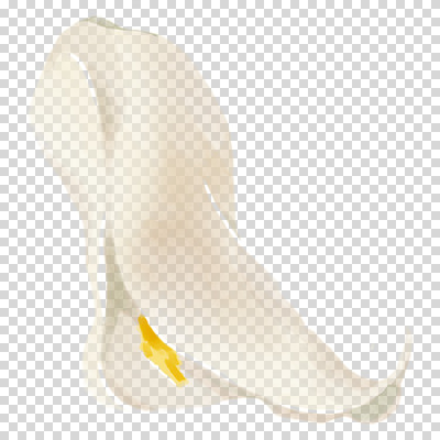 편집이미지 꽃잎 붓터치 수채화 누끼 사람없음 흰색 카라 번짐 PNG 꽃 컬러 파일형식 효과