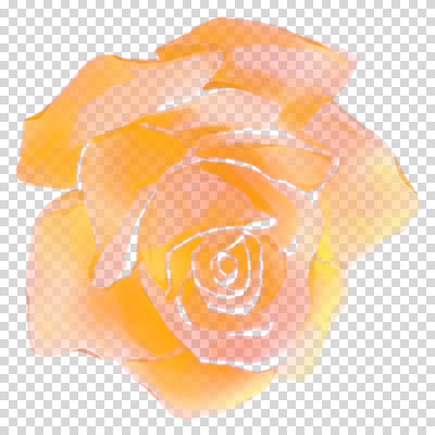 편집이미지 꽃잎 붓터치 수채화 누끼 사람없음 장미 주황색 번짐 PNG 꽃 컬러 파일형식 효과