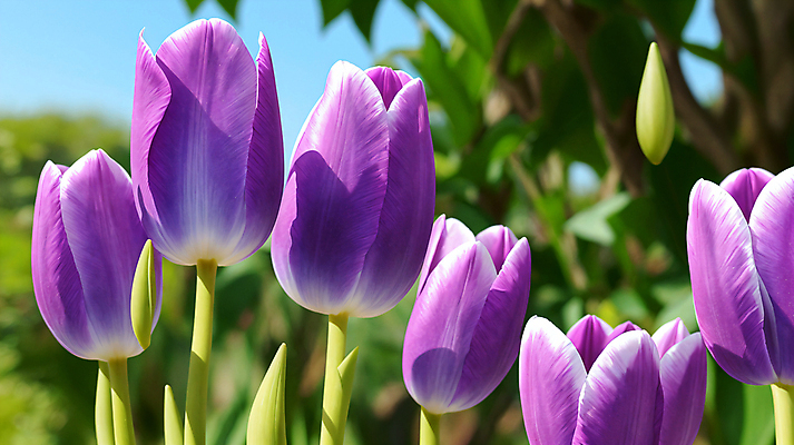 JPG 편집이미지 꽃 자연 사람없음 야외 보라색 튤립 블러효과 편집실사 AI포토 AI콘텐츠 식물 컬러 CG 생태계 블러 파일형식 효과