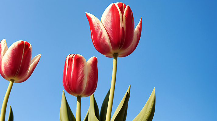 JPG 편집이미지 꽃 꽃밭 자연 하늘 근접촬영 사람없음 야외 빨간색 튤립 편집실사 AI포토 AI콘텐츠 식물 뷰포인트 컬러 CG 생태계 파일형식