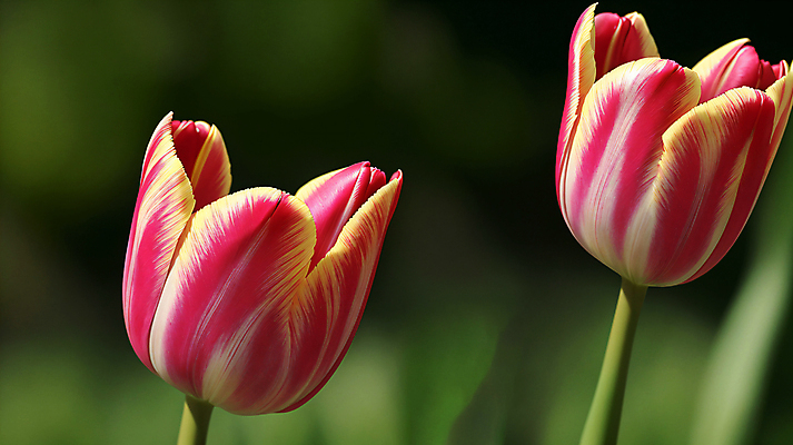 JPG 편집이미지 꽃 꽃밭 자연 근접촬영 사람없음 야외 빨간색 튤립 편집실사 AI포토 AI콘텐츠 식물 뷰포인트 컬러 CG 생태계 파일형식