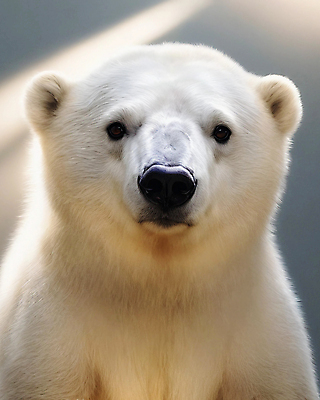 JPG 동물 편집이미지 한마리 곰 사람없음 귀여움 북극곰 편집실사 AI포토 AI콘텐츠 1 컨셉 포유류 CG 파일형식