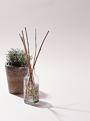 포토 JPG 화분 그림자 사람없음 나뭇가지 오브젝트 향 향초 로즈메리 디퓨저 국내포토 나무 초 허브 파일형식