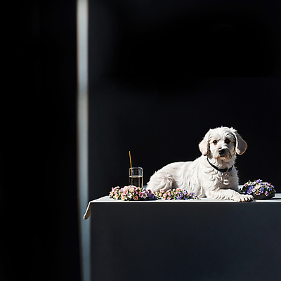 JPG 동물 편집이미지 한마리 꽃 음료 엎드리기 탁자 사람없음 개 강아지 디지털합성 편집소스 편집실사 AI포토 AI콘텐츠 식물 1 가구 포유류 모션 반려동물 CG 파일형식