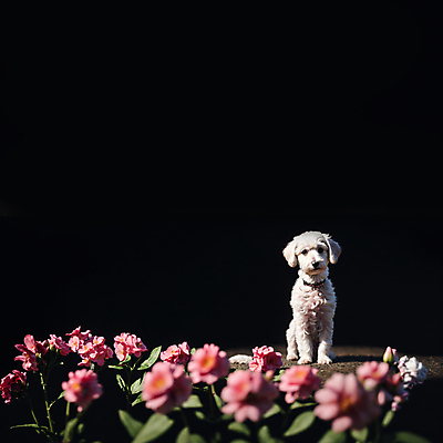 JPG 동물 편집이미지 한마리 꽃 꽃밭 앉기 사람없음 개 강아지 디지털합성 편집소스 편집실사 AI포토 AI콘텐츠 식물 1 포유류 모션 반려동물 CG 파일형식