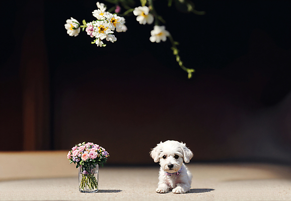 JPG 동물 편집이미지 한마리 꽃 엎드리기 사람없음 꽃병 개 강아지 디지털합성 편집소스 편집실사 AI포토 AI콘텐츠 식물 1 포유류 모션 반려동물 CG 파일형식