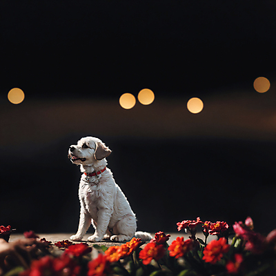 JPG 동물 편집이미지 한마리 꽃 꽃밭 앉기 사람없음 개 강아지 디지털합성 보케 편집소스 편집실사 AI포토 AI콘텐츠 식물 1 포유류 모션 반려동물 CG 파일형식