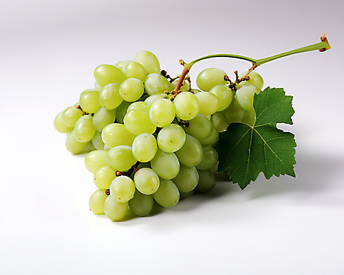 JPG 스튜디오촬영 편집이미지 잎 과일 사람없음 연두색 청포도 망고포도 편집실사 AI포토 AI콘텐츠 식물 포도 실내 초록색 CG 파일형식