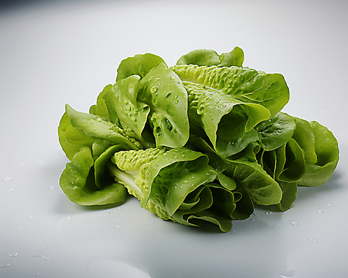 JPG 스튜디오촬영 편집이미지 채소 사람없음 초록색 쌈채소 편집실사 AI포토 AI콘텐츠 컬러 실내 CG 파일형식